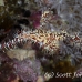 pipefish_ghost_ornate_dae_ni_h_0827_egy0970.jpg